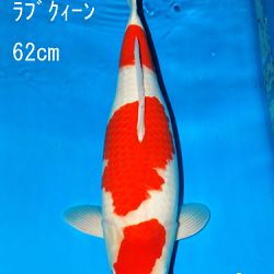 Sakai Auction, 22 maart: afbeelding 2