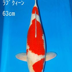Sakai Auction, 22 maart: afbeelding 3