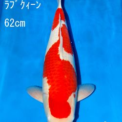 Sakai Auction, 22 maart: afbeelding 4
