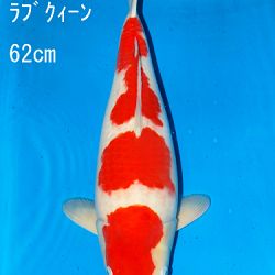 Sakai Auction, 22 maart: afbeelding 5