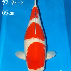 Sakai Auction, 22 maart: afbeelding 6