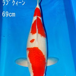 Sakai Auction, 22 maart: afbeelding 7