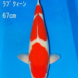 Sakai Auction, 22 maart: afbeelding 9