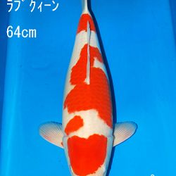 Sakai Auction, 22 maart: afbeelding 10