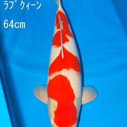 Sakai Auction, 22 maart: afbeelding 11