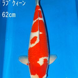 Sakai Auction, 22 maart: afbeelding 12