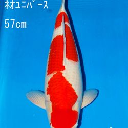 Sakai Auction, 22 maart: afbeelding 13