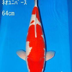 Sakai Auction, 22 maart: afbeelding 14