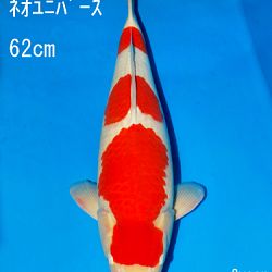 Sakai Auction, 22 maart: afbeelding 15