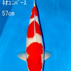 Sakai Auction, 22 maart: afbeelding 16