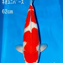 Sakai Auction, 22 maart: afbeelding 17
