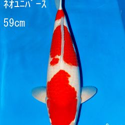 Sakai Auction, 22 maart: afbeelding 18