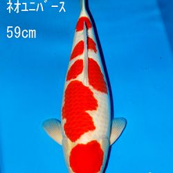 Sakai Auction, 22 maart: afbeelding 19