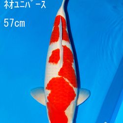 Sakai Auction, 22 maart: afbeelding 20