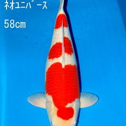 Sakai Auction, 22 maart: afbeelding 21
