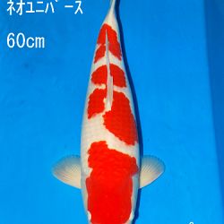 Sakai Auction, 22 maart: afbeelding 22