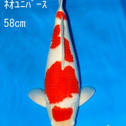 Sakai Auction, 22 maart: afbeelding 23