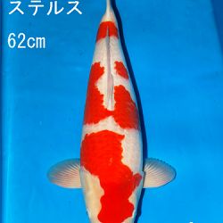 Sakai Auction, 22 maart: afbeelding 24