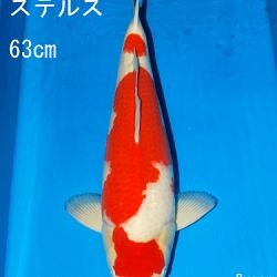 Sakai Auction, 22 maart: afbeelding 25