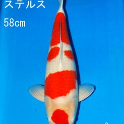 Sakai Auction, 22 maart: afbeelding 26