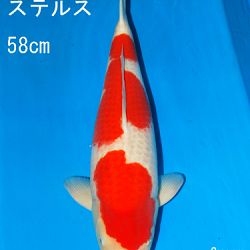 Sakai Auction, 22 maart: afbeelding 27