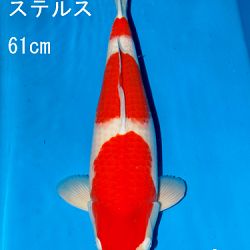 Sakai Auction, 22 maart: afbeelding 28