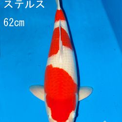 Sakai Auction, 22 maart: afbeelding 29