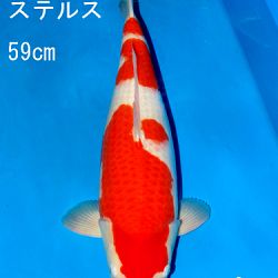 Sakai Auction, 22 maart: afbeelding 30