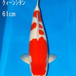 Sakai Auction, 22 maart: afbeelding 31