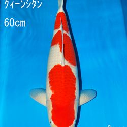Sakai Auction, 22 maart: afbeelding 32