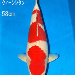 Sakai Auction, 22 maart: afbeelding 33