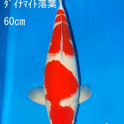 Sakai Auction, 22 maart: afbeelding 34