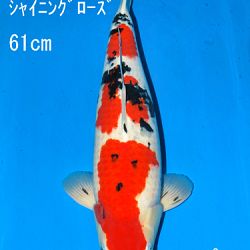 Sakai Auction, 22 maart: afbeelding 35
