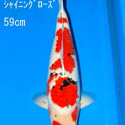 Sakai Auction, 22 maart: afbeelding 36