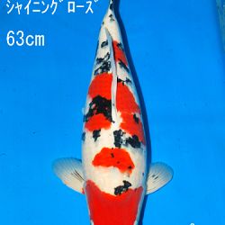 Sakai Auction, 22 maart: afbeelding 37