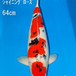 Sakai Auction, 22 maart: afbeelding 38