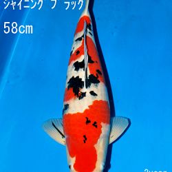 Sakai Auction, 22 maart: afbeelding 39