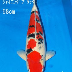 Sakai Auction, 22 maart: afbeelding 40