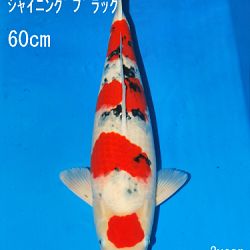 Sakai Auction, 22 maart: afbeelding 41