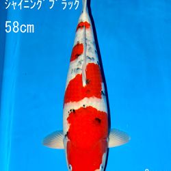 Sakai Auction, 22 maart: afbeelding 42