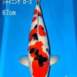 Sakai Auction, 22 maart: afbeelding 43