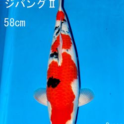 Sakai Auction, 22 maart: afbeelding 44