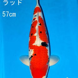 Sakai Auction, 22 maart: afbeelding 45