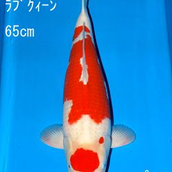 Sakai Auction, 22 maart: afbeelding 46