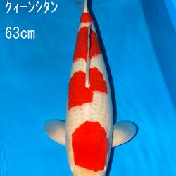 Sakai Auction, 22 maart: afbeelding 47
