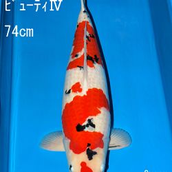 Sakai Auction, 22 maart: afbeelding 48