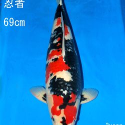 Sakai Auction, 22 maart: afbeelding 49