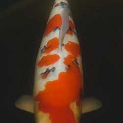 Sanke met TOEKOMST: afbeelding 2