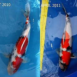 Sekiguchi Showa, 1 jaar later: afbeelding 1