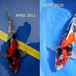 Sekiguchi Showa, 1 jaar later: afbeelding 2